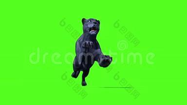 黑豹猫猫跑循环绿屏3D渲染动画动物